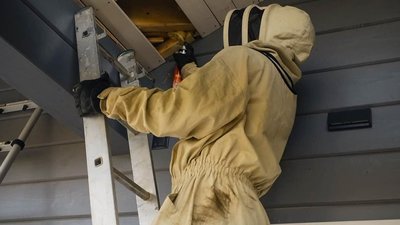 Засилля смугастих "окупантів": на Тернопільщині масово вилучають гнізда шершнів