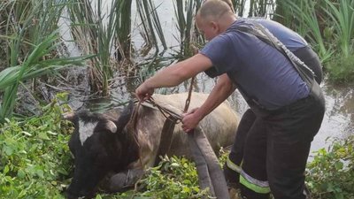 На Тернопільщині рятувальники витягли з рову корову. ФОТО