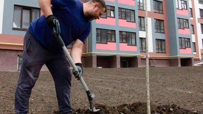 Справжня оаза: у Варшавському мікрорайоні висадили катальпову алею. ФОТО