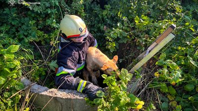 На Тернопільщині врятували собаку, яка впала у колодязь. ФОТО