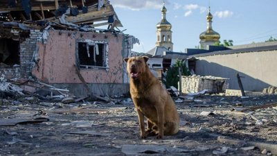 Залишені напризволяще: на Тернопільщині шукають приміщення для людей з 50 собаками із прифронтового міста