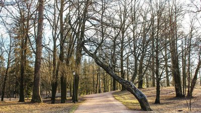 Суха зима: без дощу та снігу прогнозують передріздвяний тиждень на Тернопільщині