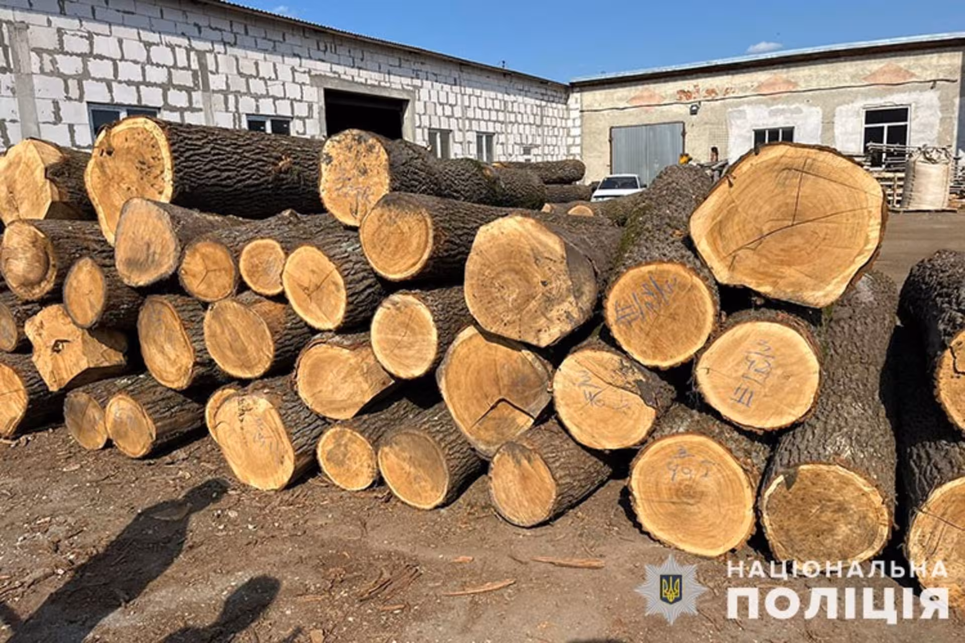 Збитків на мільйон: на Тернопільщині викрили банду "чорних лісорубів"