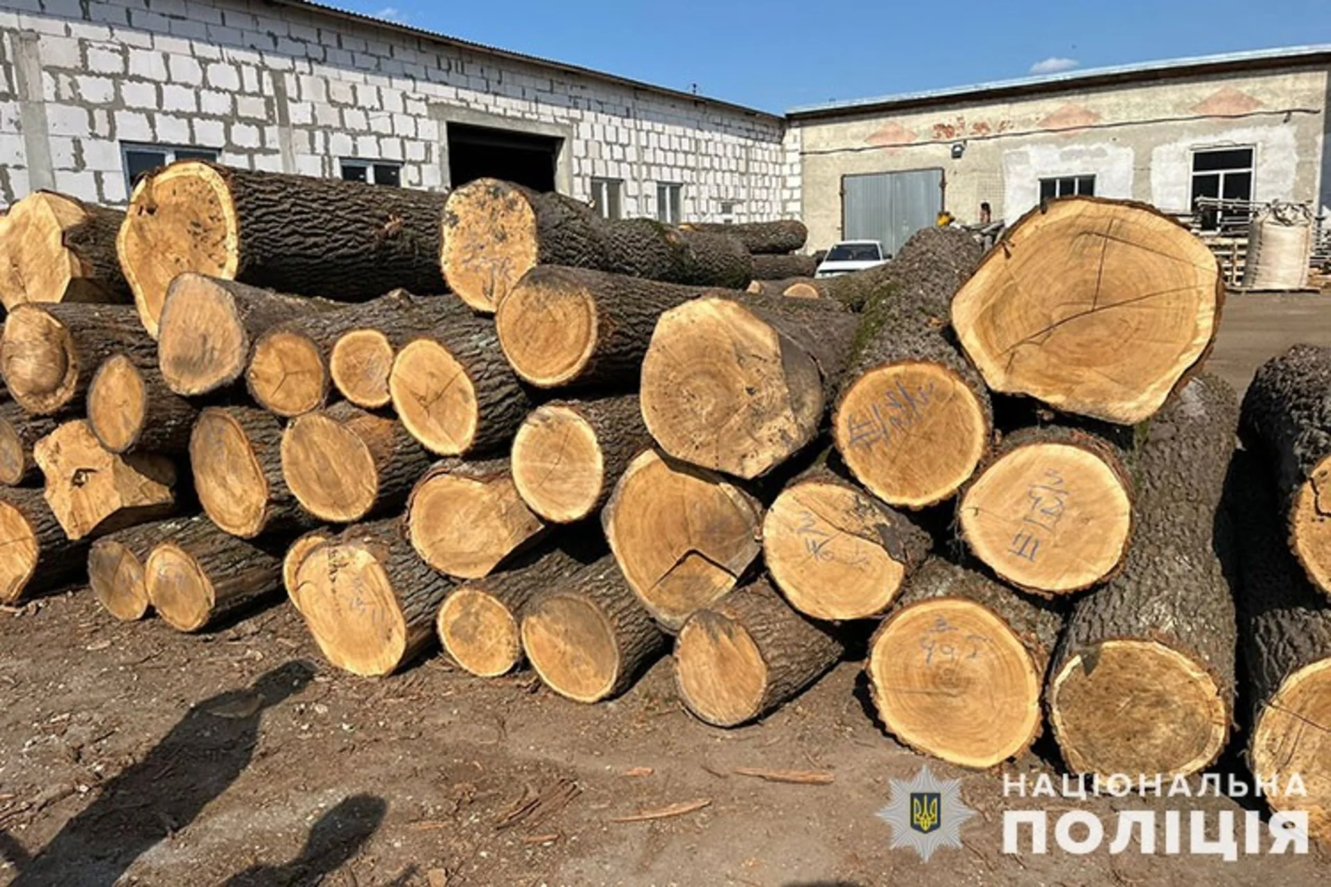 Збитків на мільйон: на Тернопільщині викрили банду "чорних лісорубів"