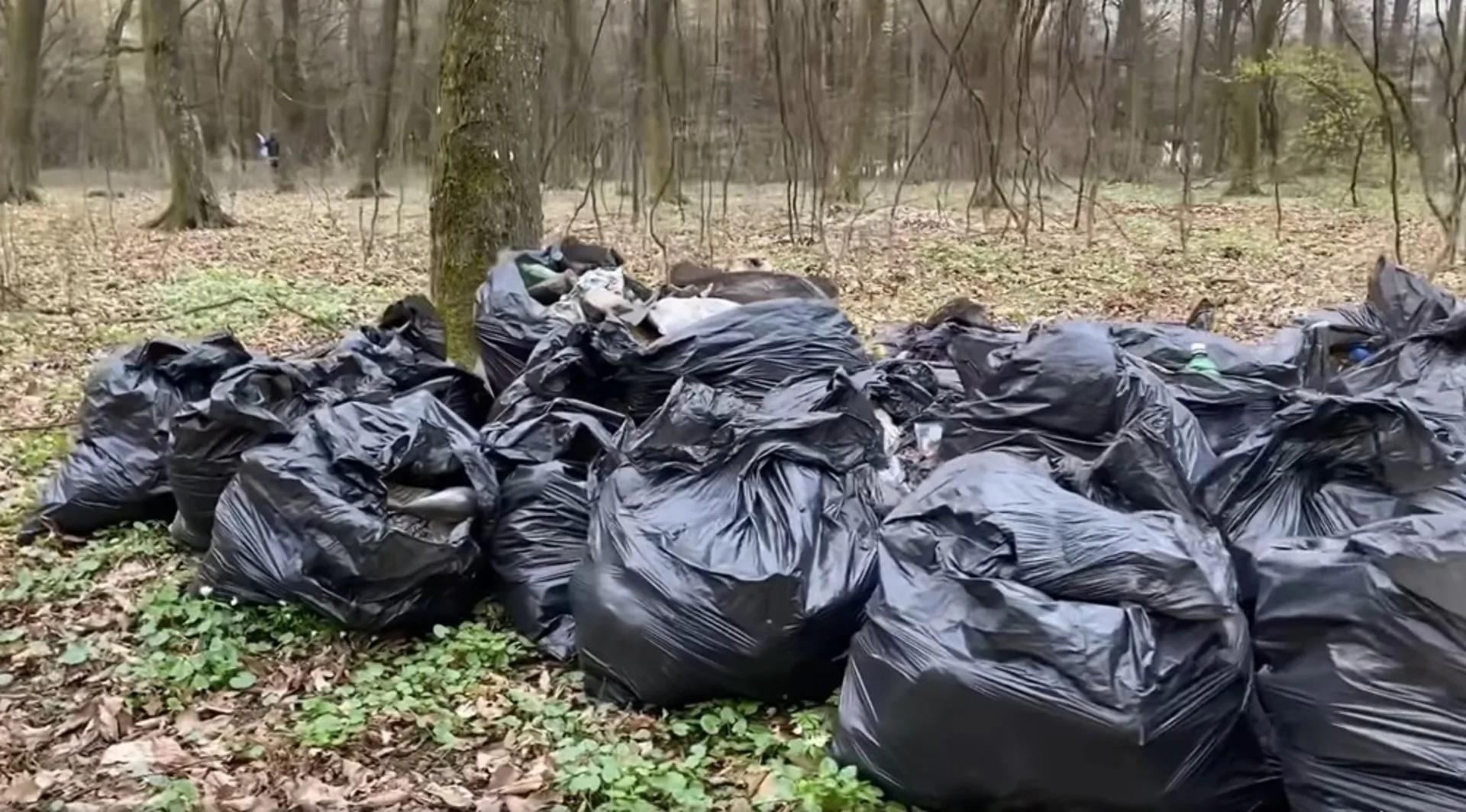 П'ятсот мішків сміття: мешканці села на Тернопільщині прибрали ліс. ВІДЕО