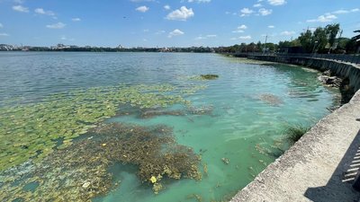 Цвіте і пахне: тернопільський став традиційно позеленів. ФОТО