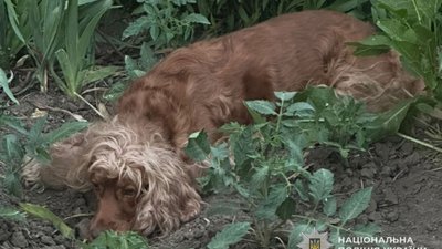 Три роки тюрми загрожує нелюду, котрий викинув собаку з восьмого поверху