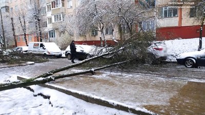 Дерева падали на автомобілі: негода завдала збитків тернополянам. ФОТО