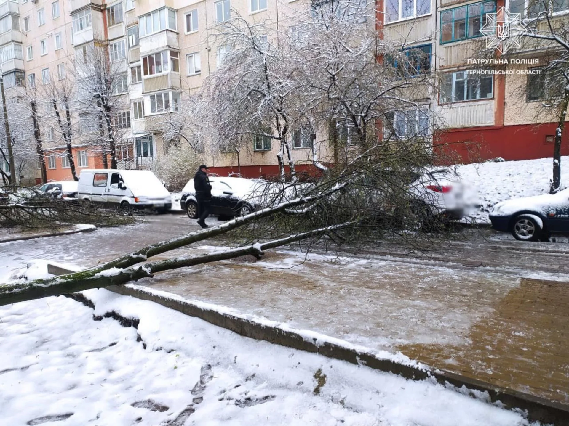 Дерева падали на автомобілі: негода завдала збитків тернополянам. ФОТО