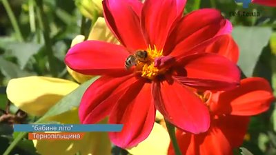 На Тернопільщину повертається приємне осіннє тепло