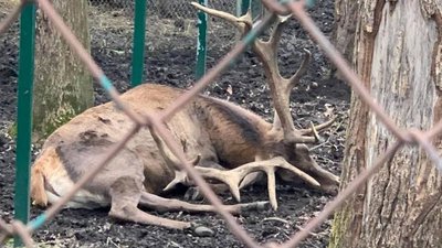 "Все... Помер...": тернополяни стурбовані через оленя у зоокутку