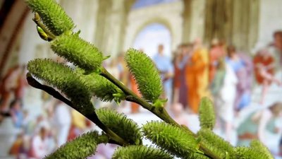 Тернополяни святкують Вербну неділю