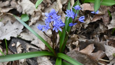 У заповіднику на Тернопільщині квітне «Блакитна зірка»