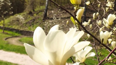 У Кременці заквітли магнолії