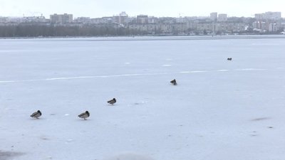 Можуть загинути: як допомогти пернатим, які зимують на тернопільському ставі