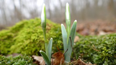 Підсніжники вітаються з весною. ФОТО