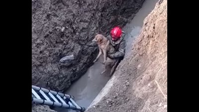 На Тернопільщині врятували собаку, який впав у глибоченну яму з водою. ВІДЕО