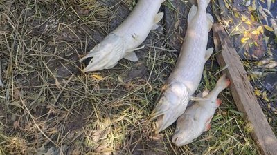 "Вода була біла, як молоко": у ставку на Тернопільщині загинула риба