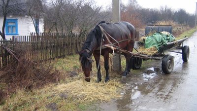 Водій BMW протаранив підводу: троє потерпілих