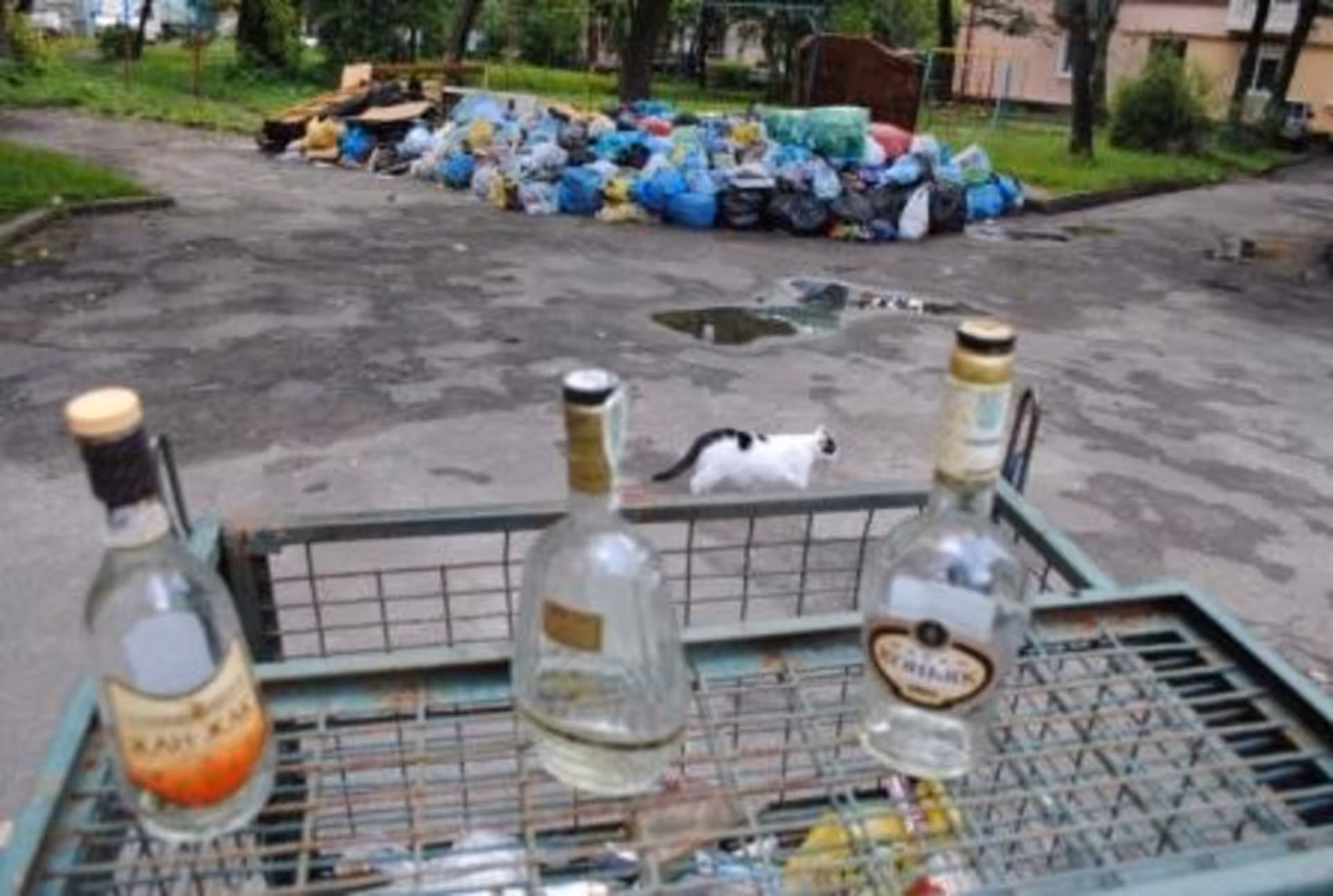 Сміттєва карма Сергія Надала