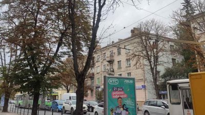 У центрі Тернополя спиляють ще кілька дерев