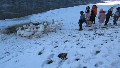 На Дністрі полічили птахів. Помітили навіть найбільшого хижака. ФОТО