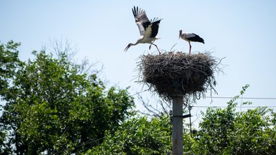 На Тернопільщині горіло дерево, на якому звили гніздо лелеки