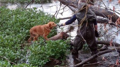 На Тернопільщині врятували чотирилапого "Робінзона", котрий опинився на безлюдному острові. ФОТО