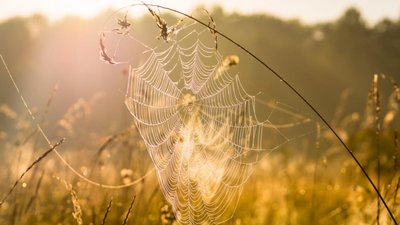 Коли на Тернопільщину прийде бабине літо