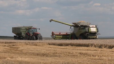 Через весняні заморозки жнива на Тернопільщині розпочали пізніше. ВІДЕО