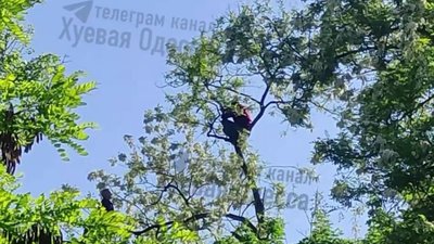 І сміх, і гріх: чоловік втік від працівників ТЦК і шість годин просидів на дереві. ВІДЕО