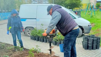 "Нічого дивного": у Чорткові почали зникати нещодавно висаджені троянди
