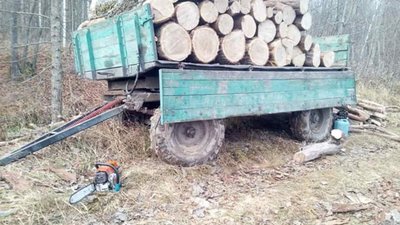 Мешканець Тернопільщини зрубав дуби у заповіднику