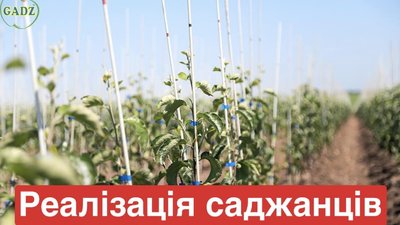 Господарство "ГАДЗ" розпочало продаж саджанців плодових дерев