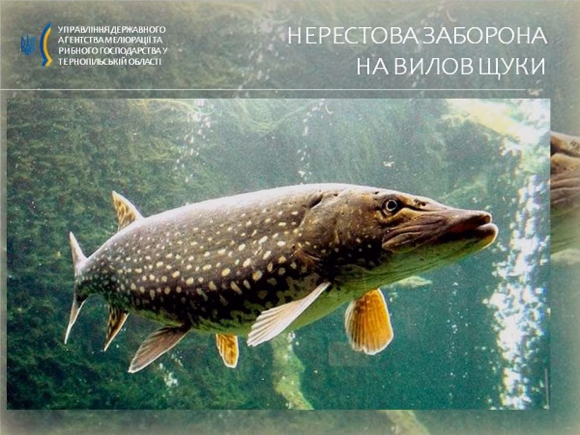 Рибалкам на замітку: ловити "зубату" від сьогодні заборонено
