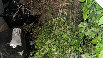 Викопала сто кущів: жінка поцупила рослини з парку, аби посадити на дачі