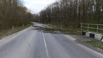 Буревій повалив на Тернопільщині десятки дерев. ФОТО