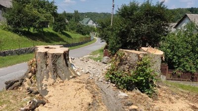На Тернопільщині знищили пам'ятку природи - липи, яким було понад 160 років. ФОТО