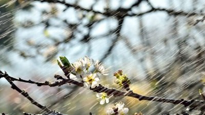 Чудову весняну погоду на Тернопільщині можуть підпсувати дощі