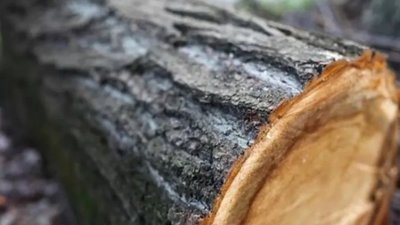 Встигли спиляти шість дерев: у заказнику на Тернопільщині спіймали "чорних лісорубів"