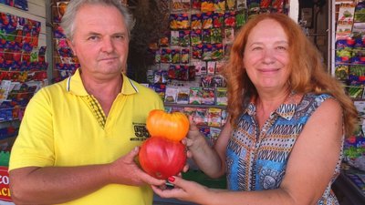 Подружжя з Тернопільщини вирощує понад півтори тисячі сортів помідорів. ФОТО, ВІДЕО