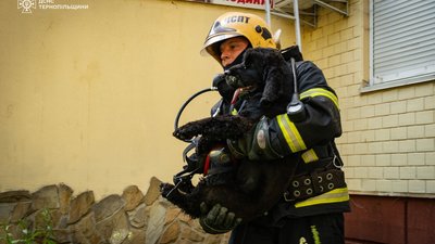 Серце Беррі зупинилося: у клініці помер собака, котрий під час пожежі вистрибнув з десятого поверху