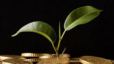Конфісковану гілку граба продали на аукціоні за шалені гроші: за лот змагалися десятки учасників