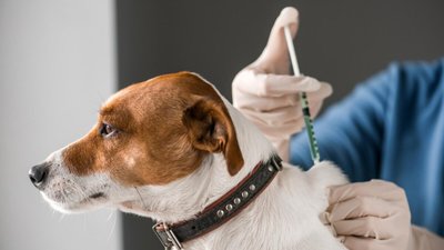Де можна безкоштовно вакцинували котів і собак від сказу
