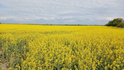 На території кладовища біля Тернополя... посіяли ріпак
