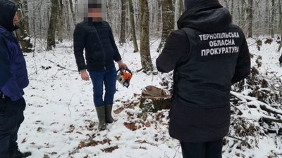 І це в час війни: на Тернопільщині лісник незаконно спиляв 12 дубів. ФОТО