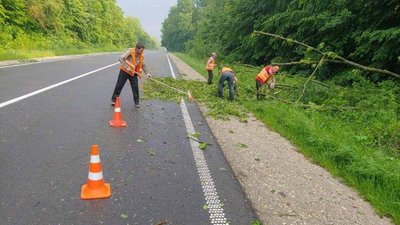 На Тернопільщині сильний вітер повалив дерева. ФОТО