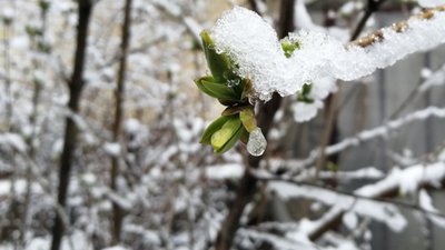 Похолодання суне на Тернопільщину: можливий мокрий сніг