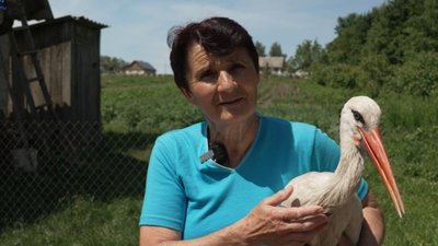 Олена Ковальчук виходила сімох лелек, які випали з гнізда. ВІДЕО