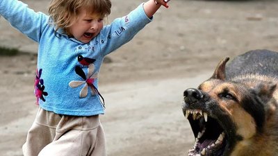 Собака погриз обличчя дитині: власнику тварини загрожує два роки тюрми